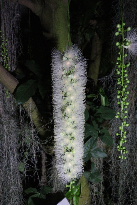 夜咲きの植物(令和4年撮影)