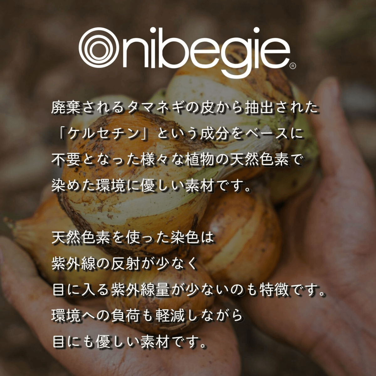 タマネギの皮から抽出された天然色素で染色