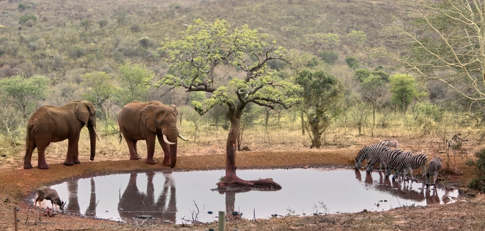 ジュメイラ・タンダ・サファリ ゾウ イメージ