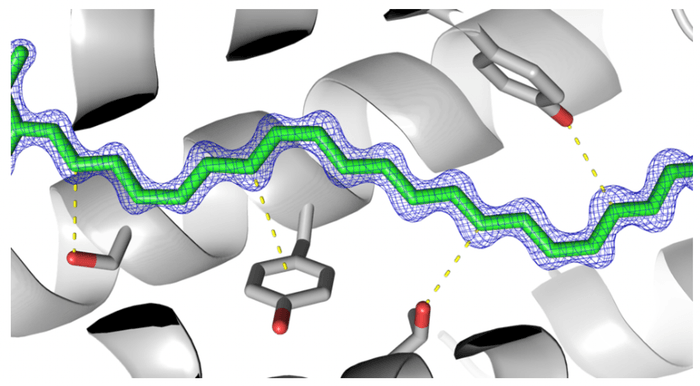 図3 色素タンパク質内の空間に向かってせり出したアミノ酸によって、2-dehydro-3-deoxylaetiporic acid Aはさまざまな向きから押しつけられ、タンパク質内部の空間での動きに制限を受ける