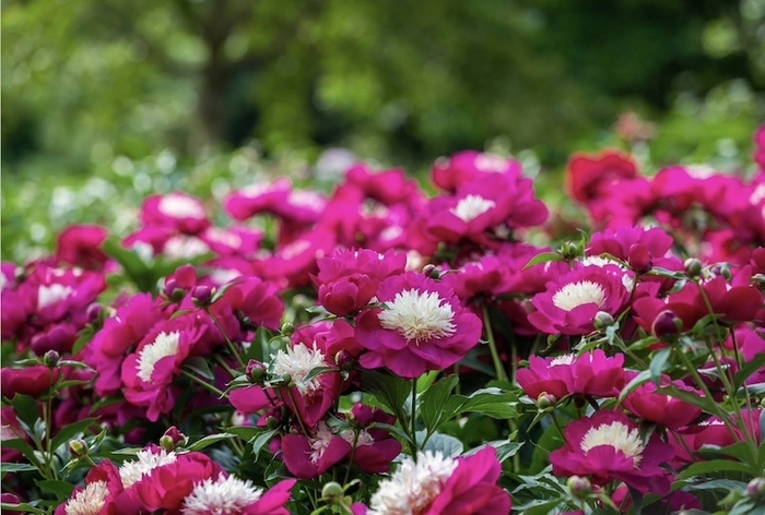 ビロードクイーン