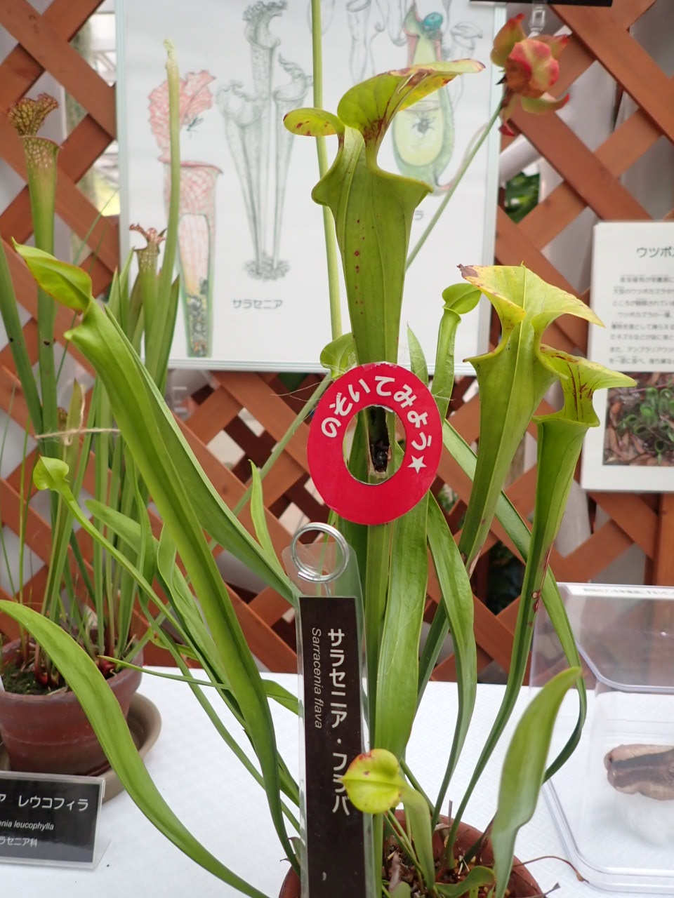食虫植物の展示の様子(令和4年撮影)