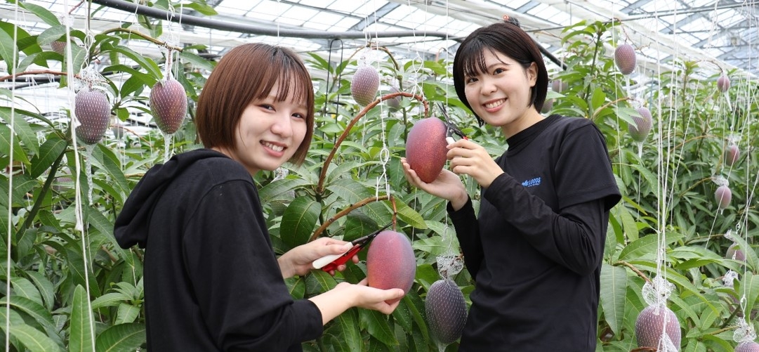 農学部生による近大マンゴー「愛紅」収穫の様子
