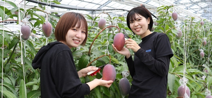 農学部生による近大マンゴー「愛紅」収穫の様子