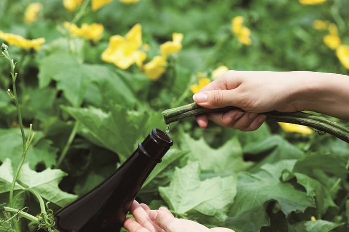 ヘチマ水が茎からしたたり落ちる様子