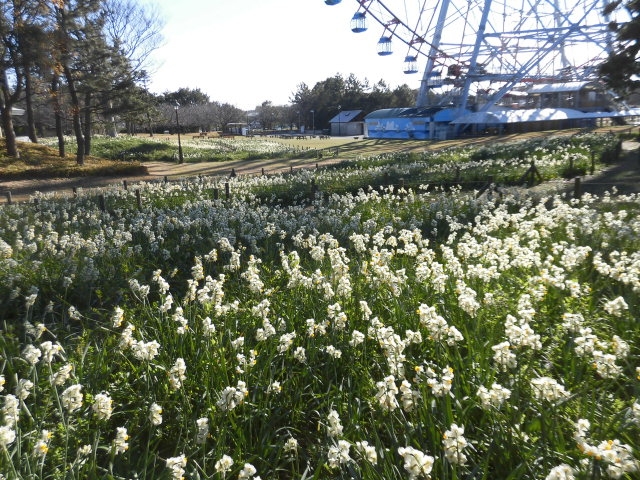 満開のスイセン(過去の様子)