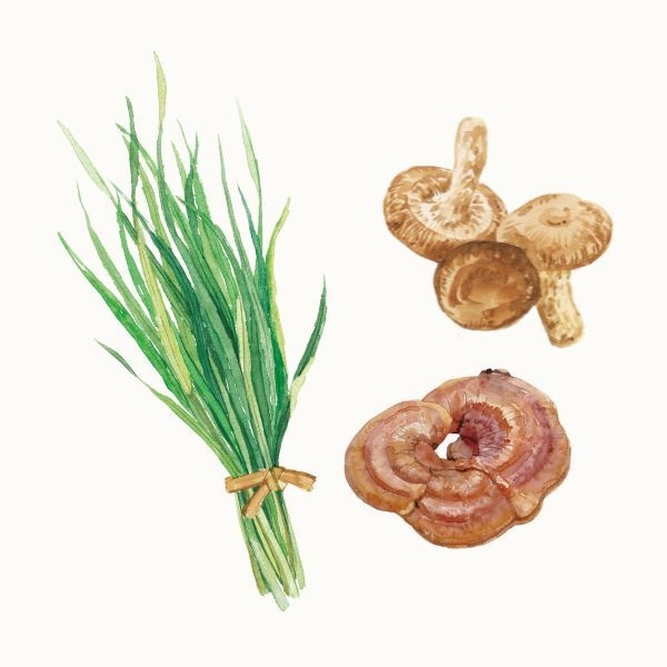 厳選素材1(大麦若葉・キノコ抽出物)