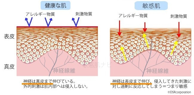 NGFで神経線維が伸びる