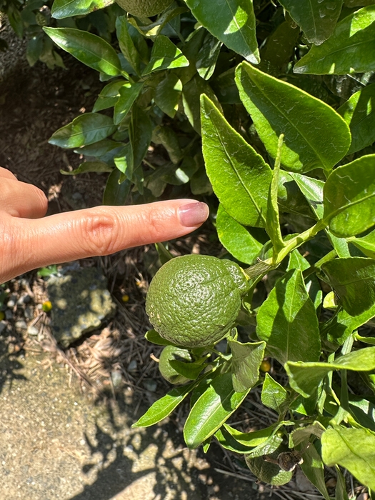 摘果前の不知火 実寸