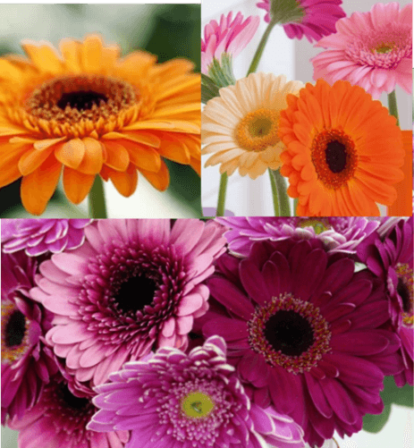 ガーベライメージ