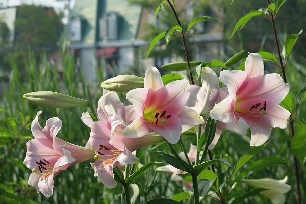 夏 テッポウユリ