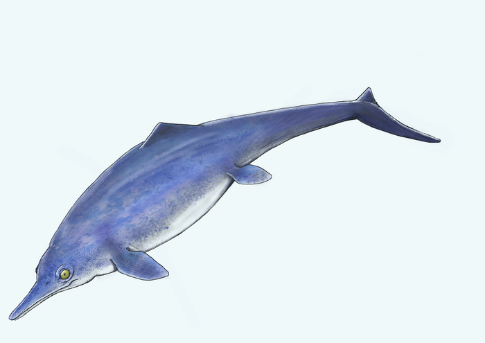 成羽の魚竜イメージイラスト(提供:碇京子学芸員)