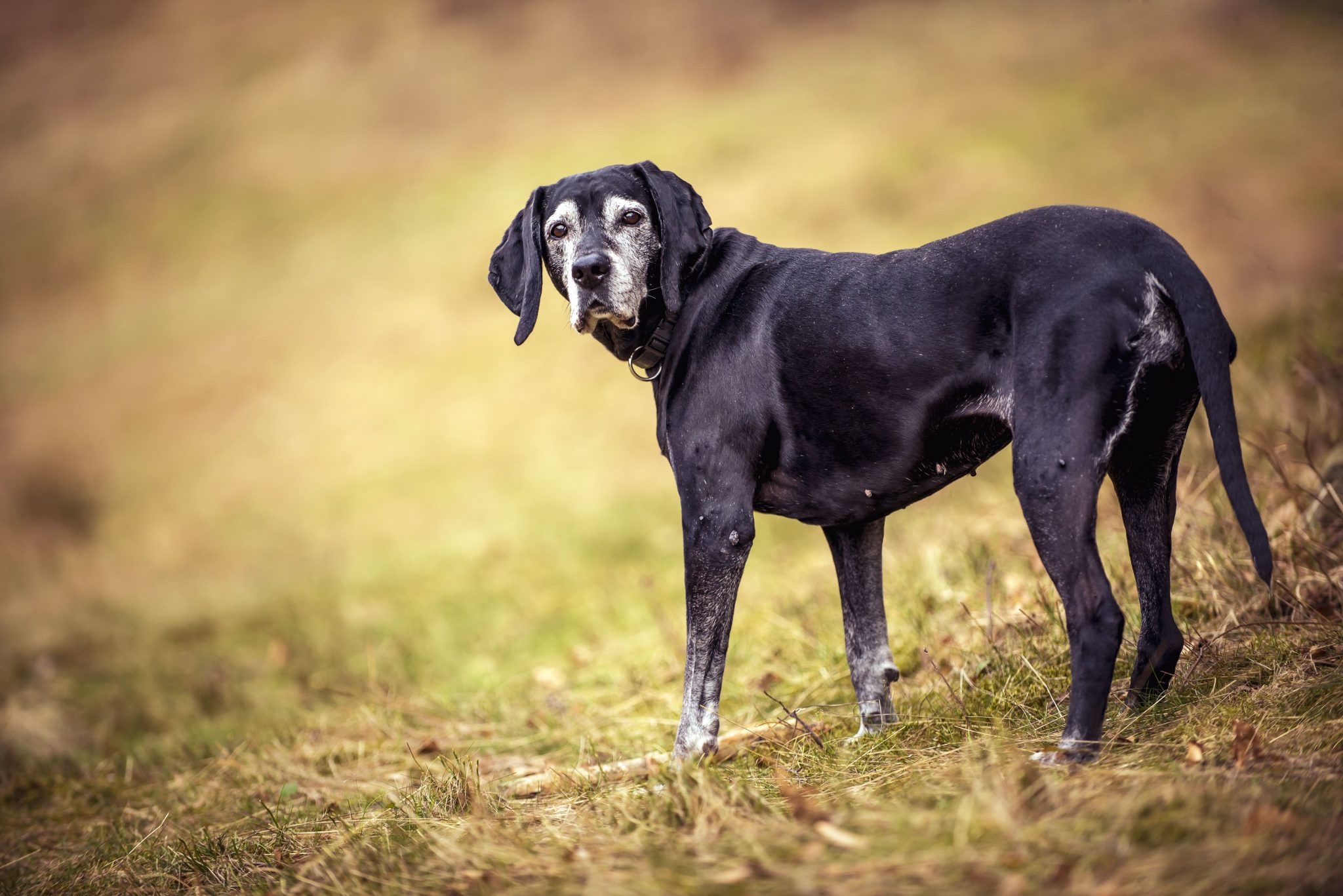 シニア犬とお散歩に行く際の注意点をそれぞれ解説します!