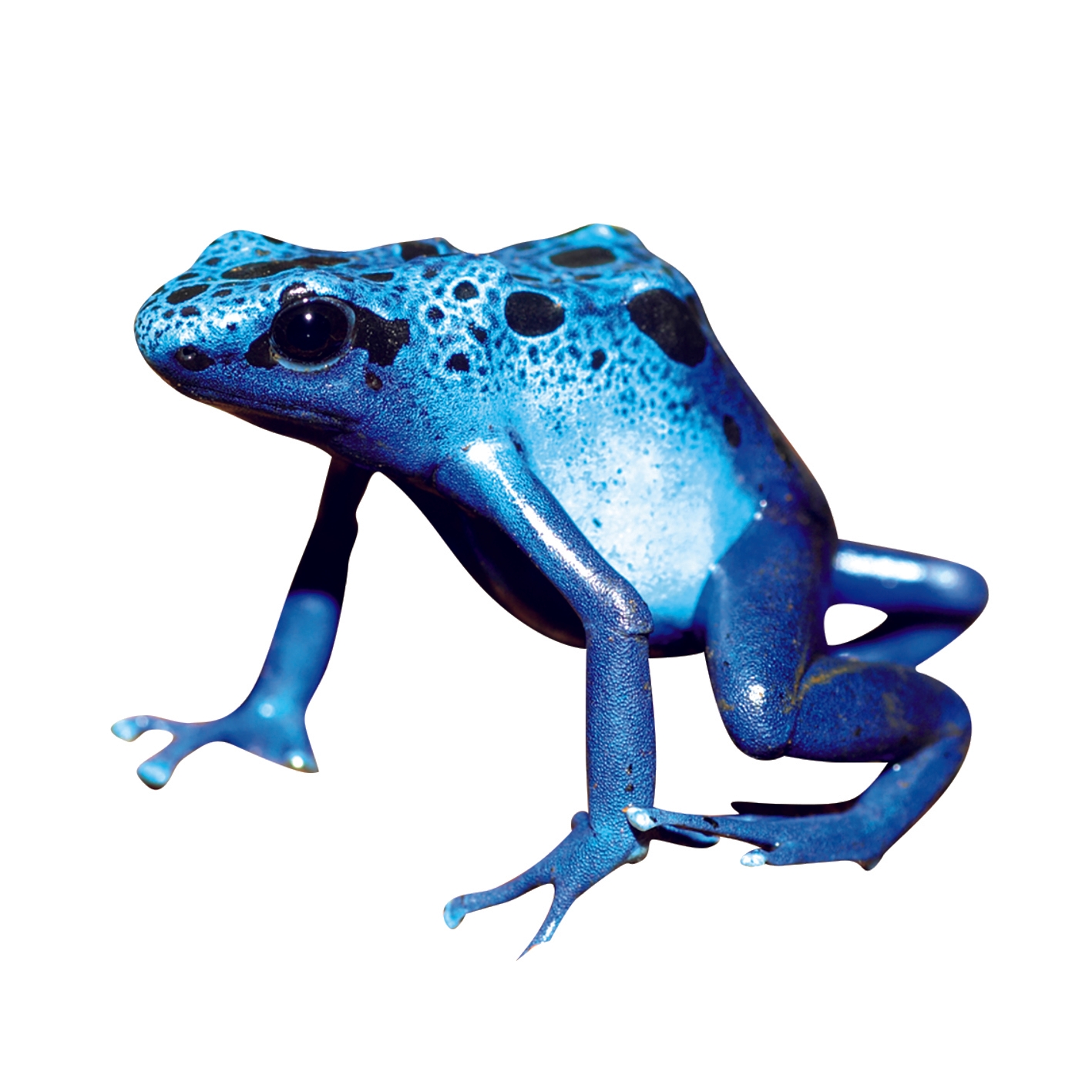 コバルトヤドクガエル