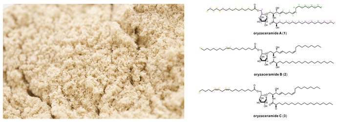 米糠(左)と、米糠から発見した新規のアシル化グルコシルセラミド3種の化学構造(右)