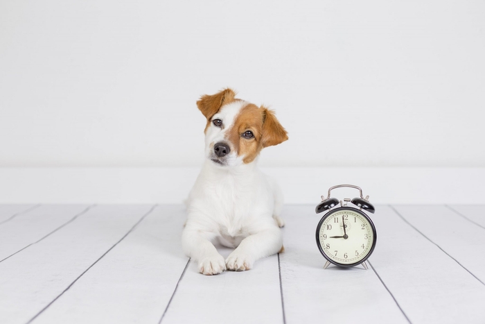 早速超小型犬お散歩時間の目安を見てみましょう!注意点もチェック!