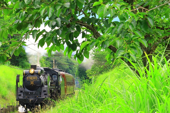 SLパレオエクスプレス イメージ2