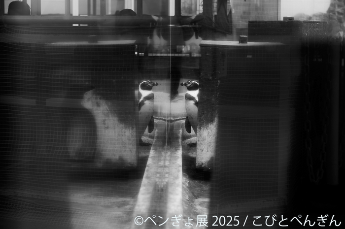 ペンギン 展示作品:こびとぺんぎん