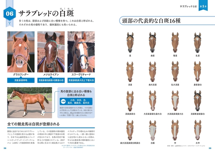 サラブレッドの白斑