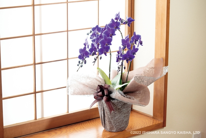 Blue Gene 商品イメージ写真(1)