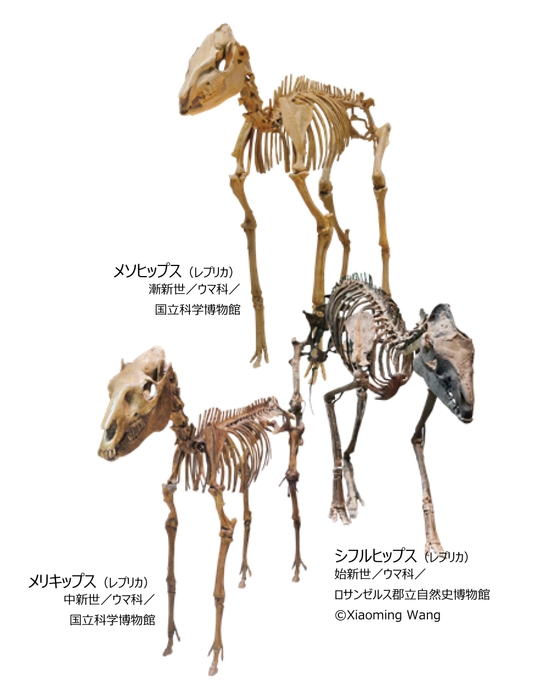新生代　ウマ科