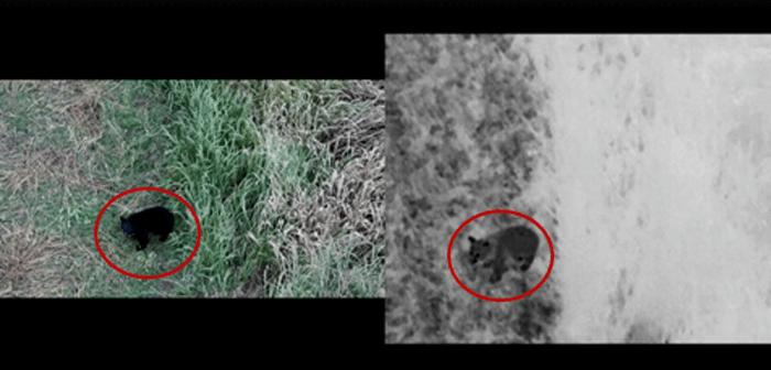 <ドローンがとらえた熊の映像 *赤枠内が熊>