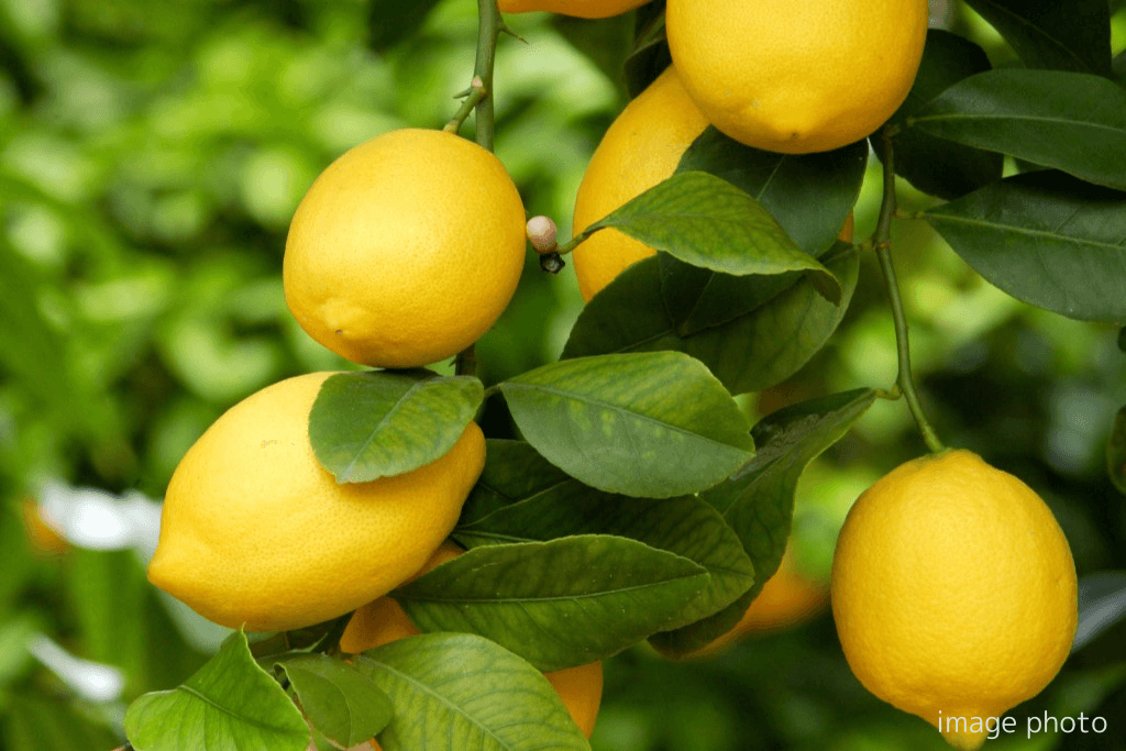 レモン ※画像はイメージです