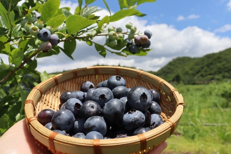 サラリーマン→耕作放棄地→ブルーベリー農園へ。 BLUE BLUEBERRY FARMがブルーベリー初収穫＆販売を開始