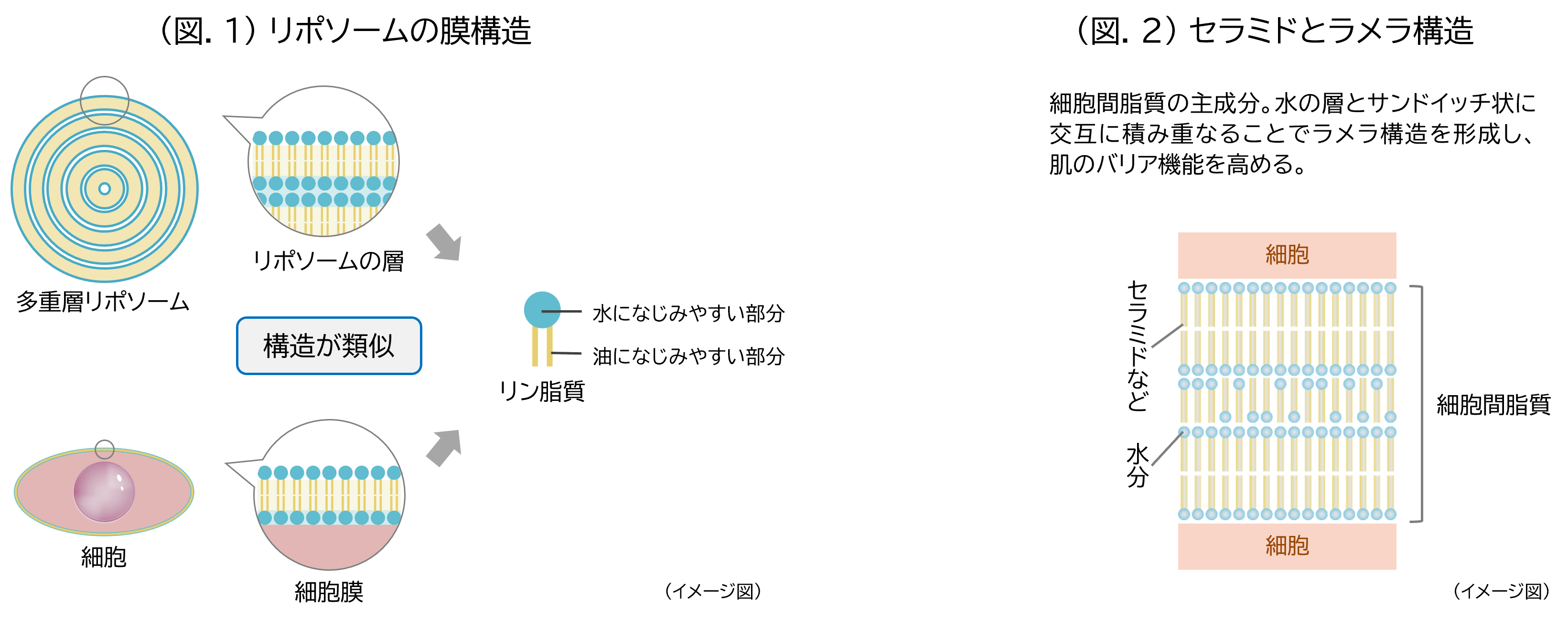 (図.1)リポソームの膜構造/(図.2)セラミドとラメラ構造