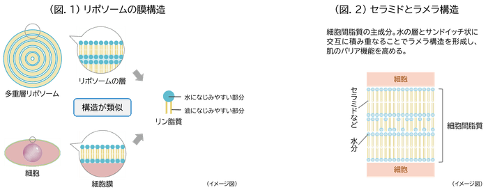 (図.1)リポソームの膜構造/(図.2)セラミドとラメラ構造
