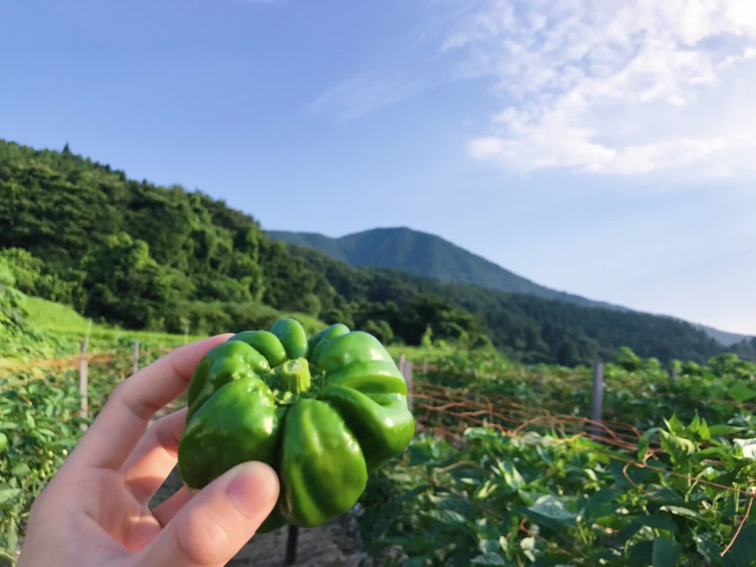 「ぼたんこしょう」がとれるのは、長野県中野市の永江地区。標高1,000m近い冷涼な土地で、ぴりっと辛く育ちます。
