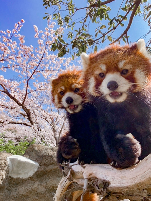 与作(左)と栄作(右)
