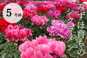 東京都瑞穂町から彩りとぬくもりをお届け　「みずほ育ちのシクラメン」の販売を開始