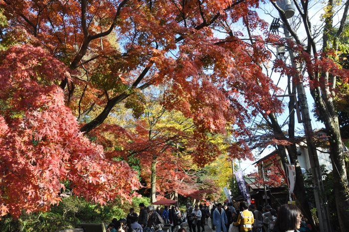 深大寺界隈の紅葉の様子(調布市提供)