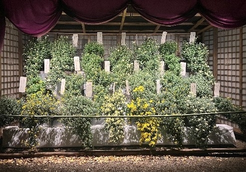 懸崖菊(昨年の様子)