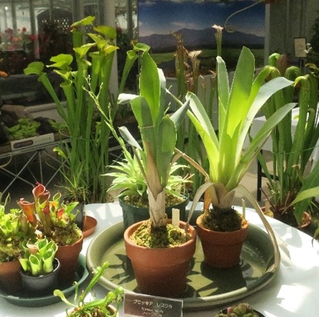 食虫植物の展示の様子(令和4年撮影)