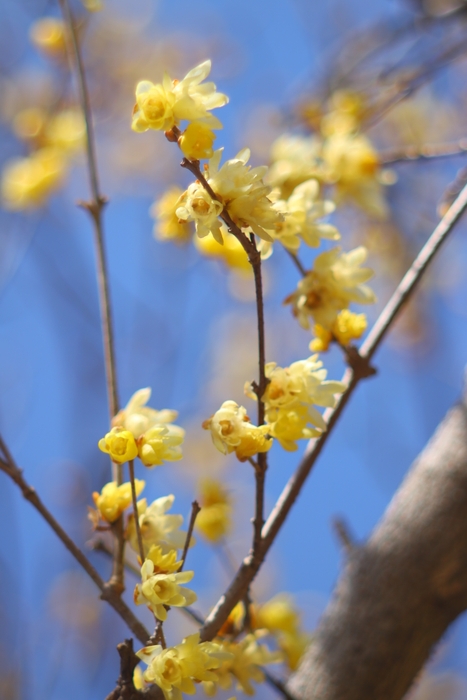 素芯臘梅 イメージ