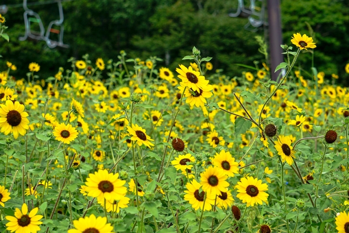 ひまわり:アポロン