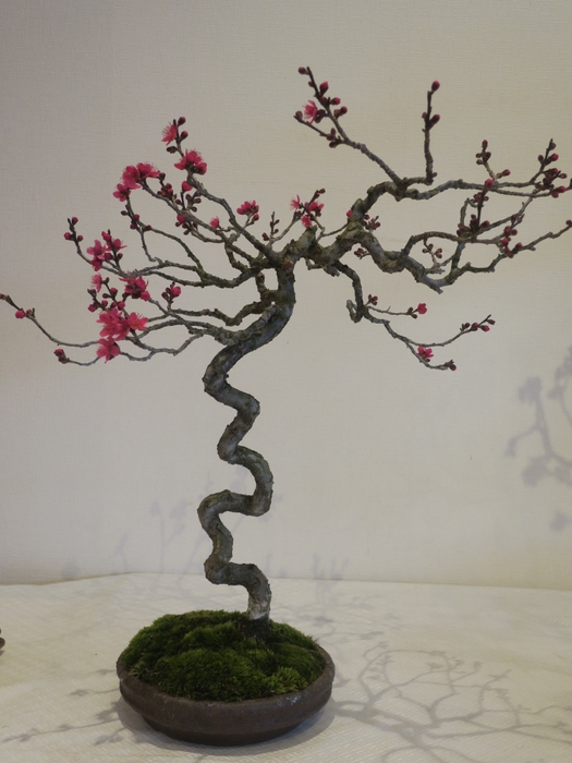 梅と早春の植物展(過去の様子)