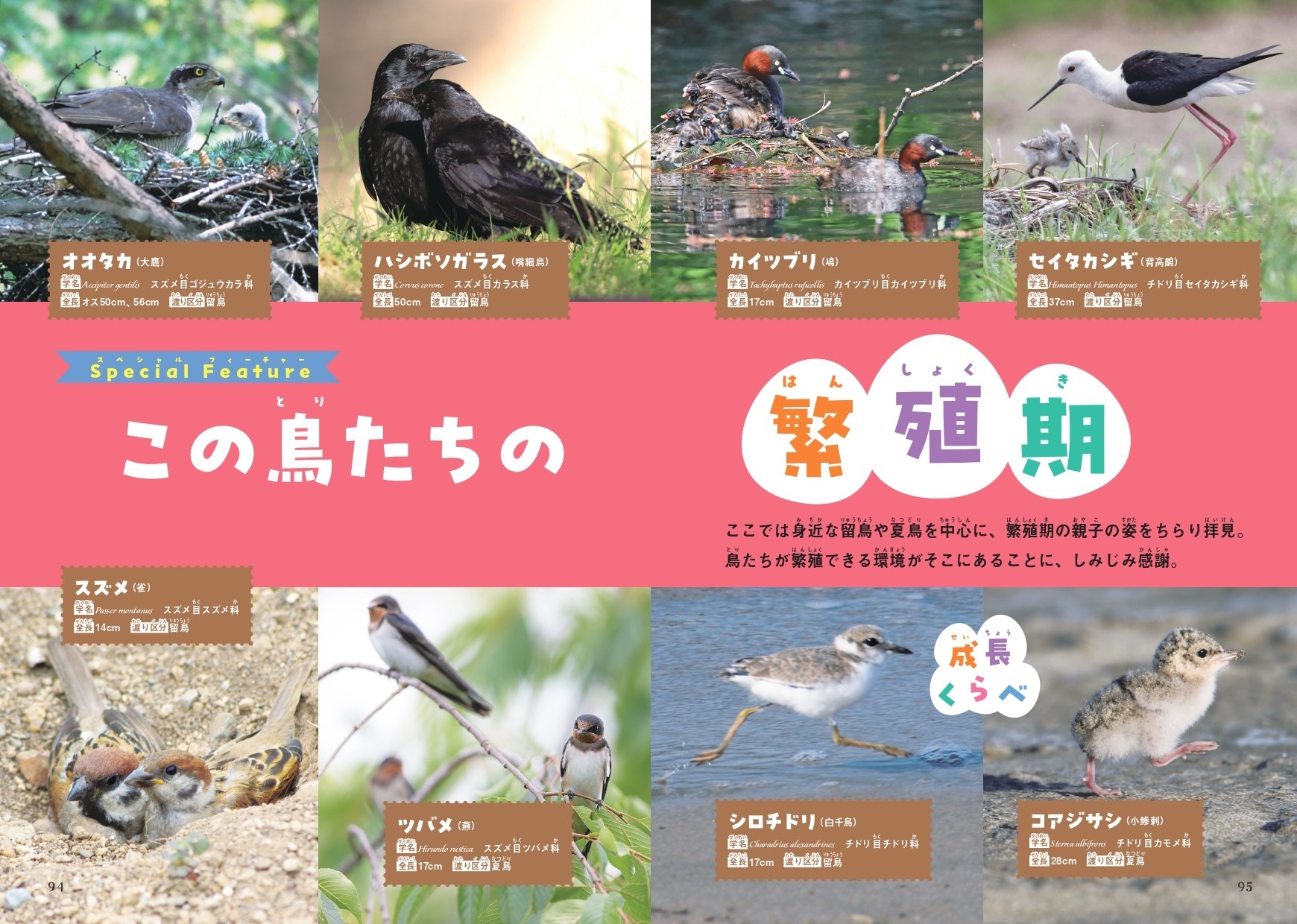 Special Feature  この鳥たちの繁殖期