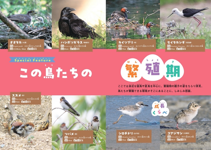 Special Feature この鳥たちの繁殖期