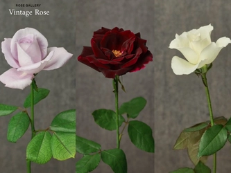 【期間限定】2025秋、バラ専門店より伝説のバラ『ヴィンテージローズ』が待望の再販売スタート！