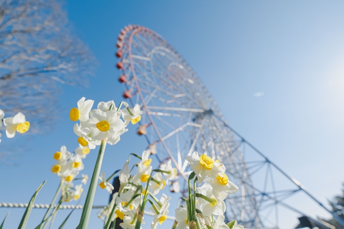 葛西臨海公園のスイセン(令和5年2月の様子)