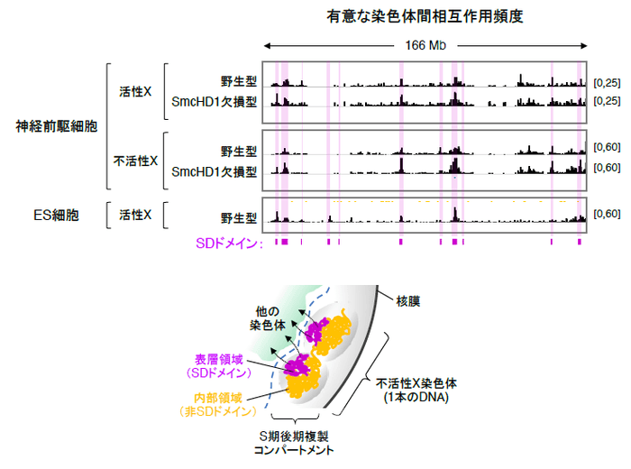 図5 野生型およびSmcHD1欠損型細胞の活性Xと不活性Xの染色体間相互作用頻度の分布