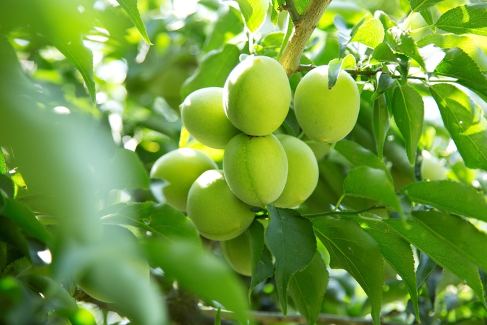 鈴なりに実をつける城州白