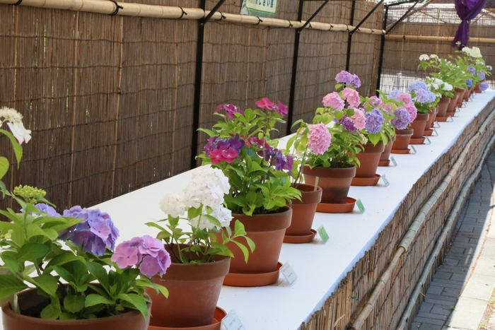 あじさい展（令和3年撮影）