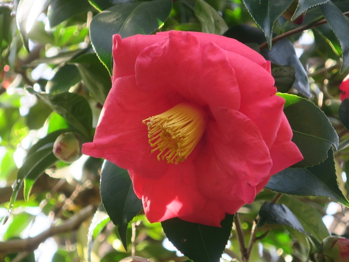 明石潟(アカシガタ)