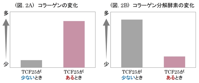 (図. 2A) コラーゲンの変化 / (図. 2B) コラーゲン分解酵素の変化