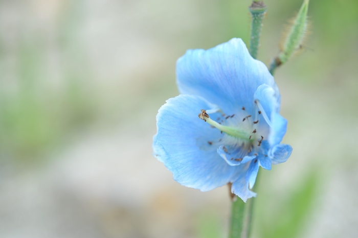 白馬五竜テレキャビン（ホテルより車で30分）