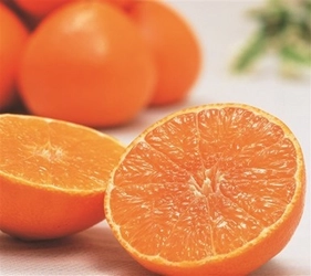 ＪＡタウンのショップ「ＪＡ全農えひめ直販ショップ」で 「紅まどんな」販売中！